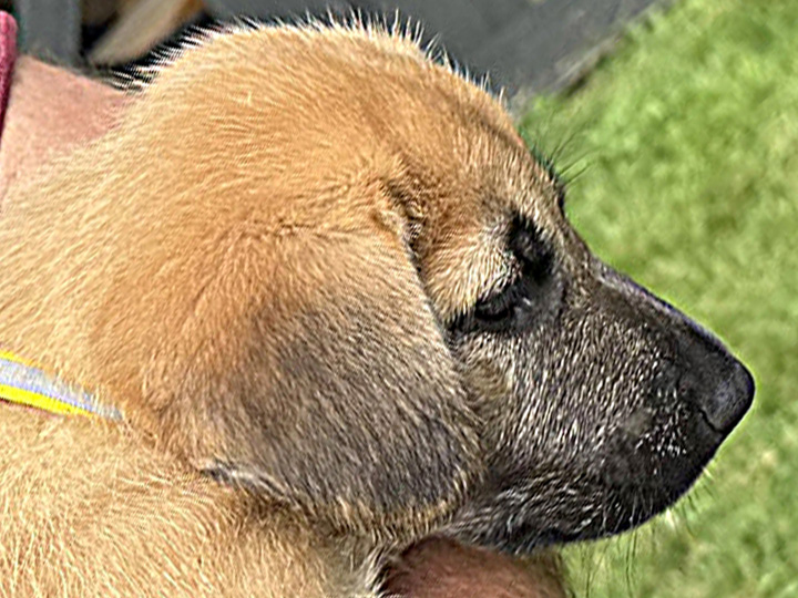 chinook puppy
